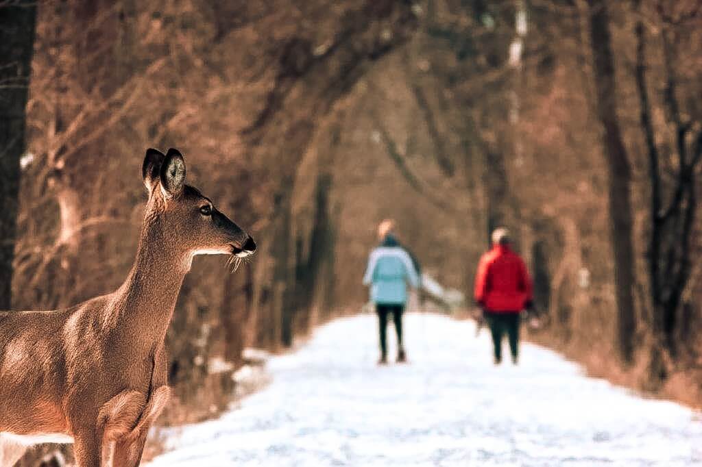 Smoky mountains winter