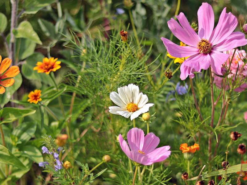 Smokies Wild flowers