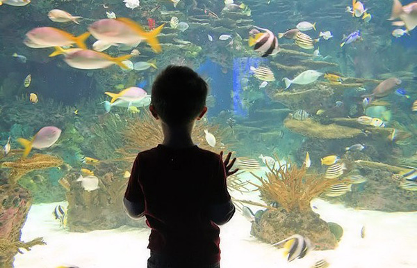 aquarium-e1612644923485