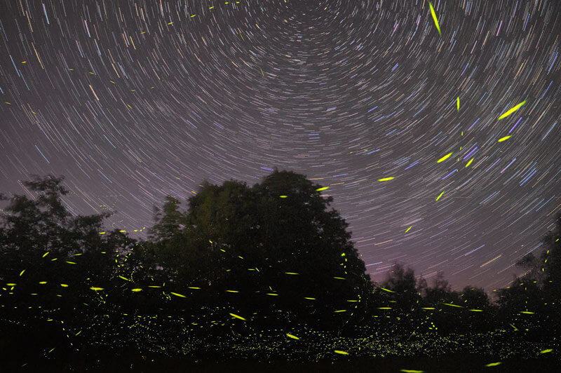 Fireflies in the smoky mountains