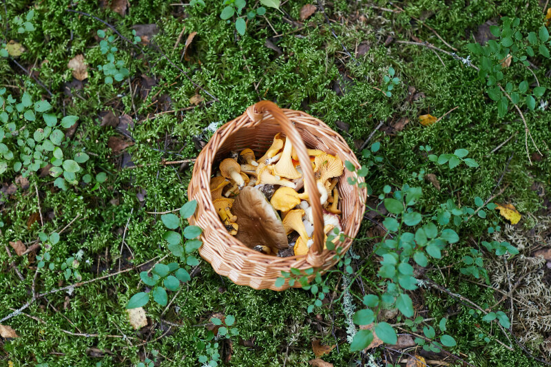 Edible plants in Smoky Mountains