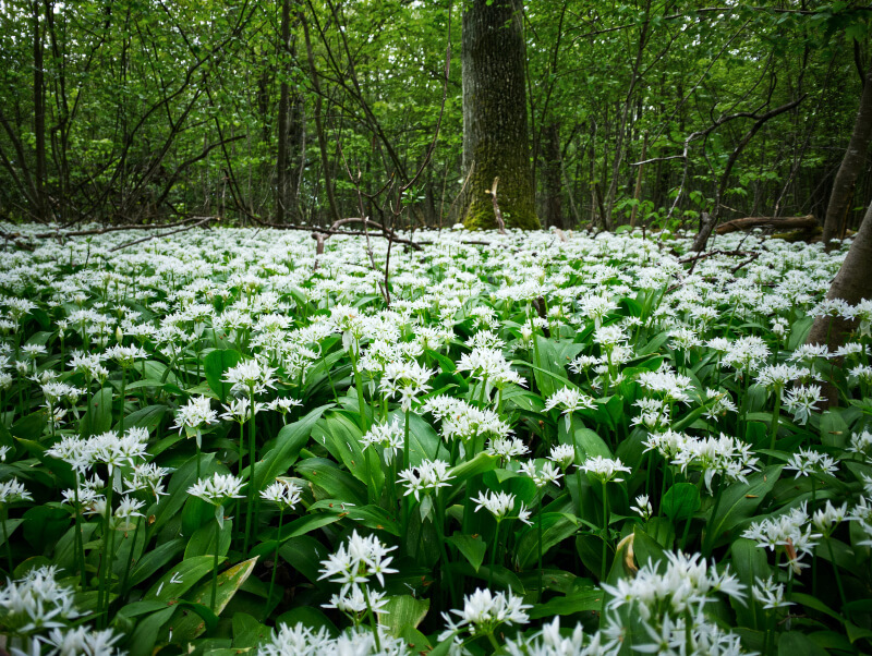 Wild Garlic