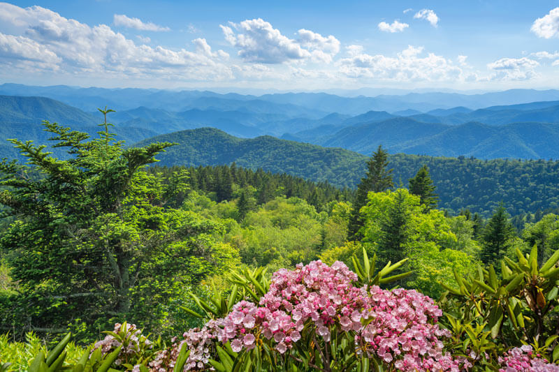 Spring wildflowers in the smoky mountains
