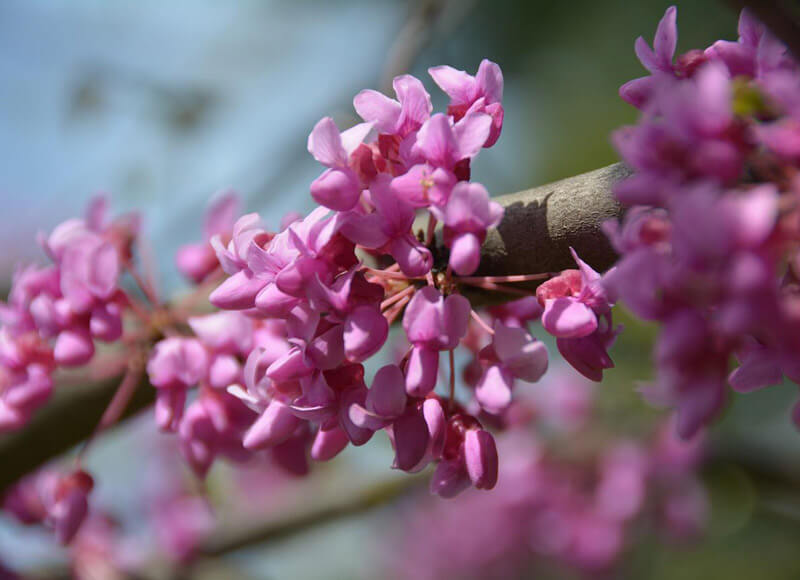 Redbud