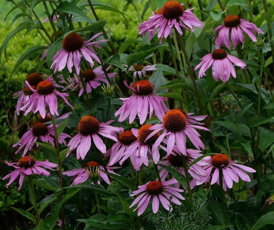 Echinacea Echinacea