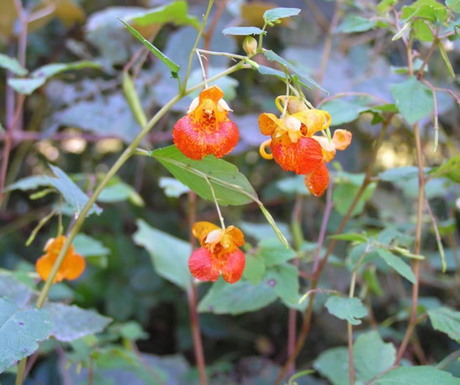 Jewelweed Jewelweed
